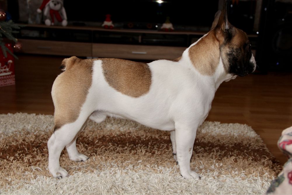 Французский бульдог вязка