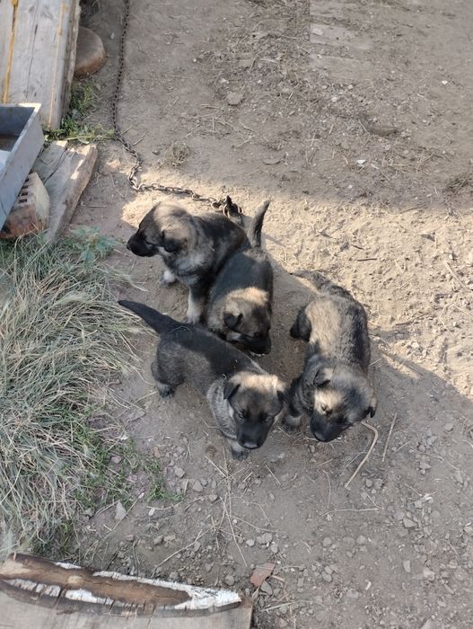 Продам щенков ВЕО