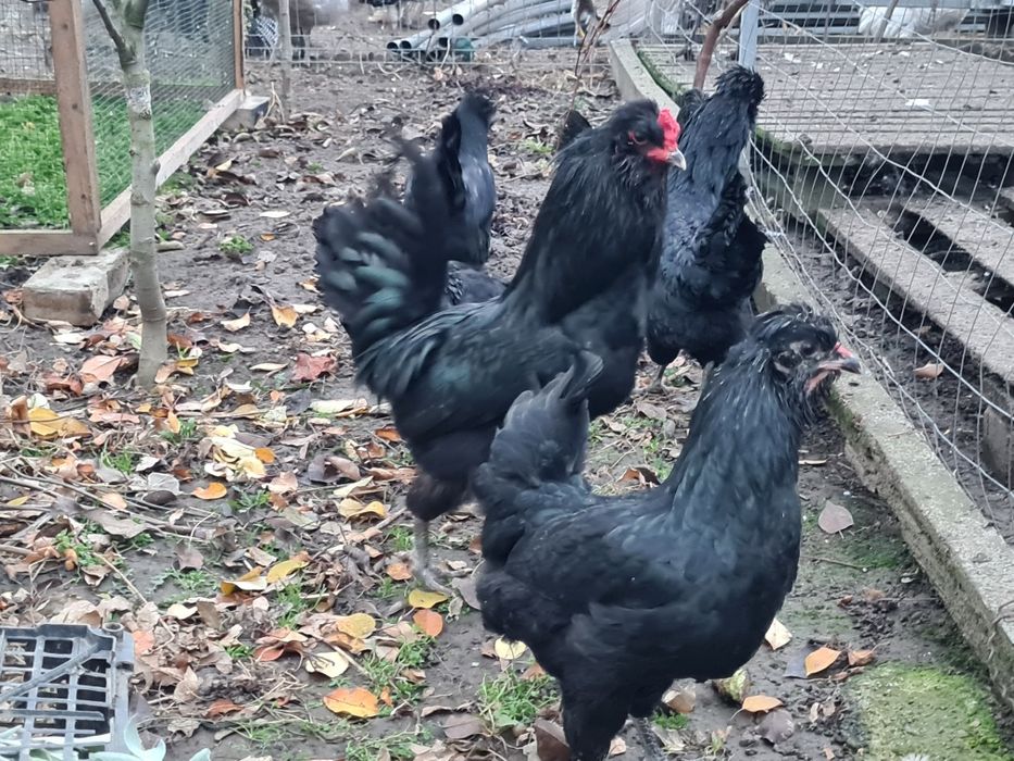 Oua incubație araucana britanica