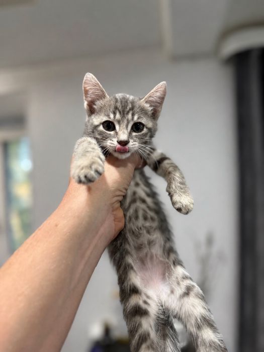 Бесплатно отдаем котенка