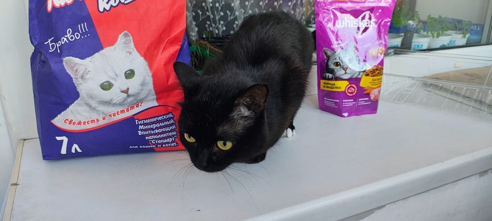 Отдам кота 6 Лет + подарки