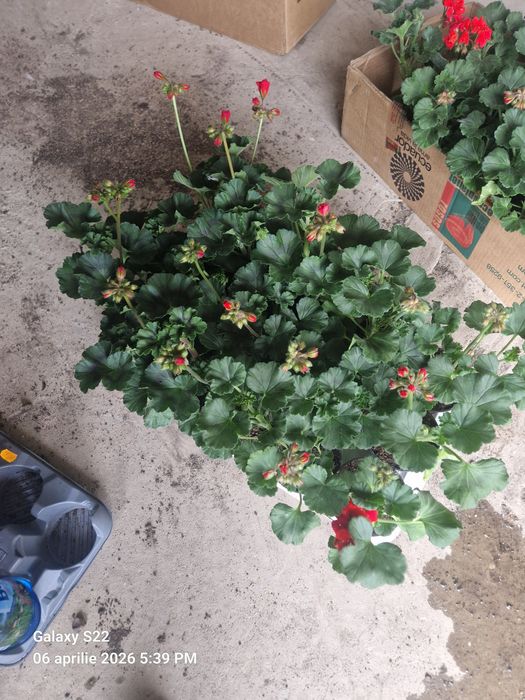 De vanzare Petuni Muscate 0758208858