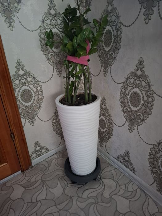 Продам цветок с горшком