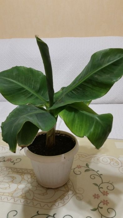 Продавам банани изгодно ПРОМОЦИЯ