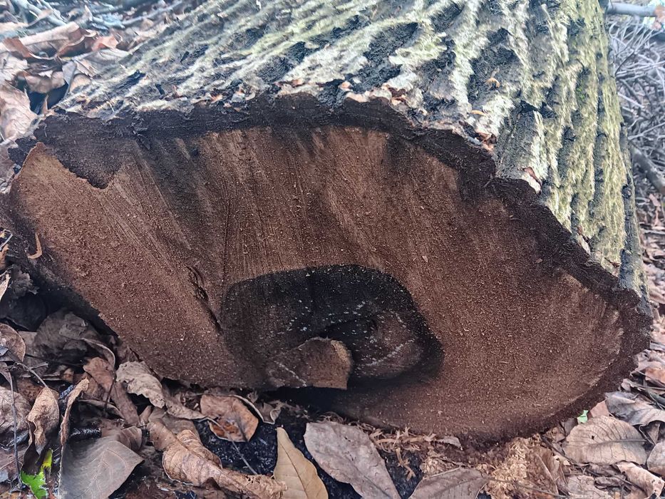 Продава се орех!