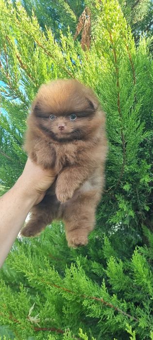 Померан померанче