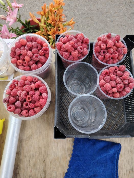 Продам сортовую малину Геракл