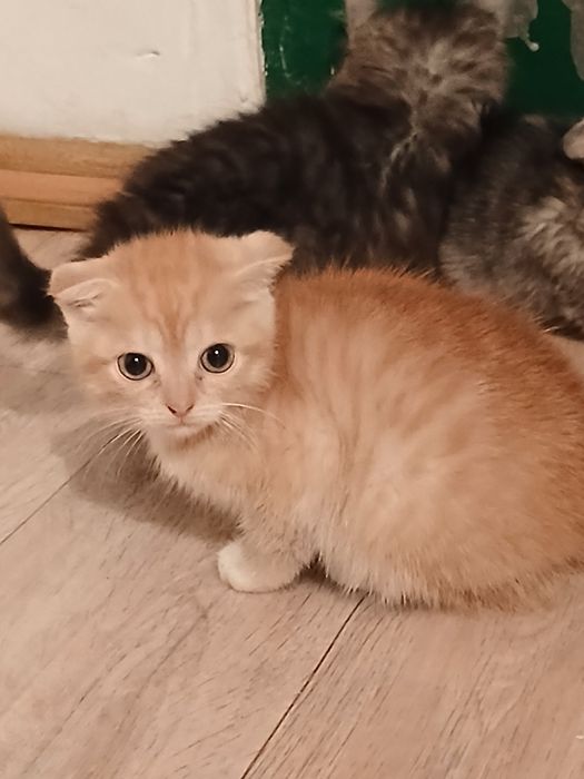 Отдам котят 3х месячные