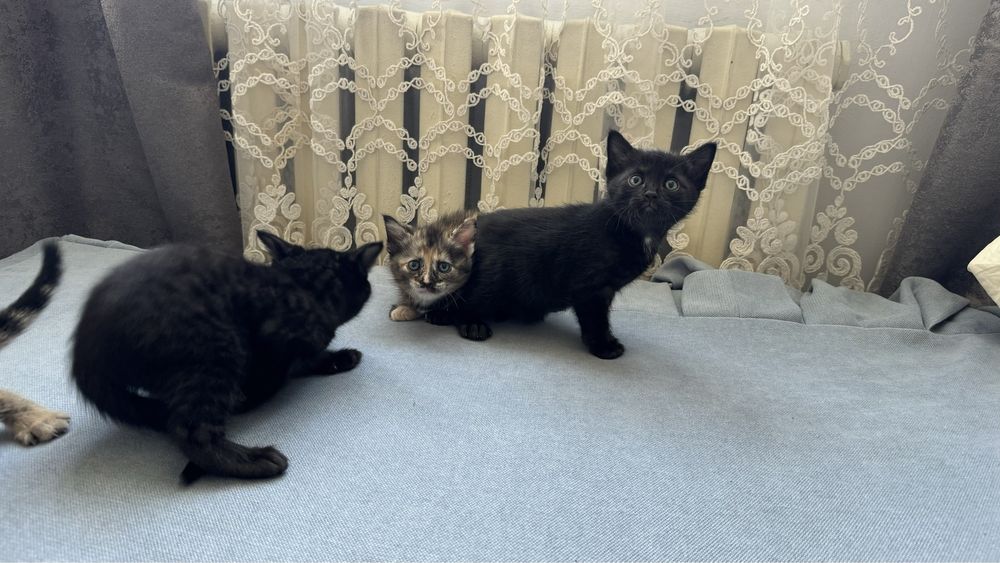 Отдам котят в добрые  руки! В дар!