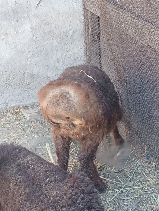 Кошкар домашний ..