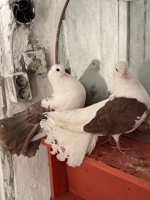 Продаются Два Самца Павлин Голуби