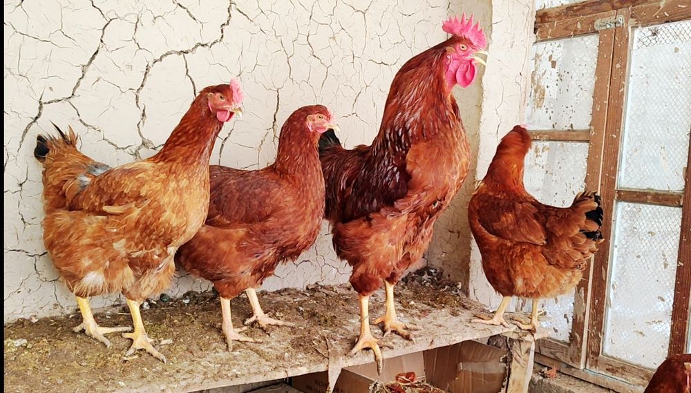 Ханхяп зотли товук тухум,жужаларига заказ оламиз