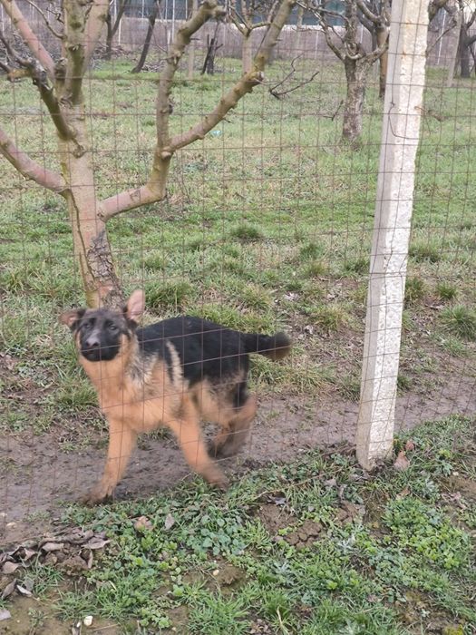 Pui de ciobanesc german cu pedigre.