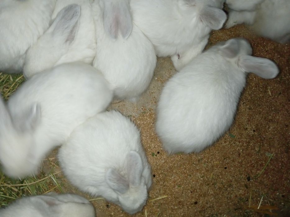 Xonaki Quyonlar sotiladi