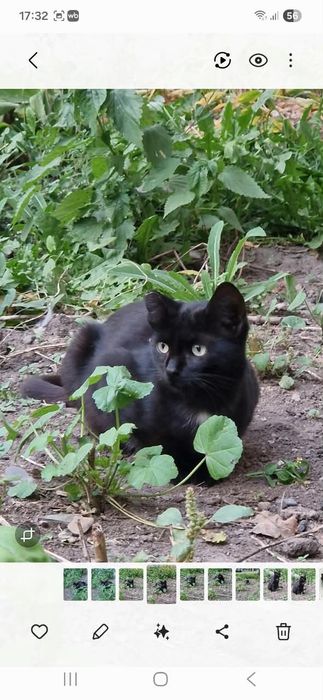 Отдам даром котёнка