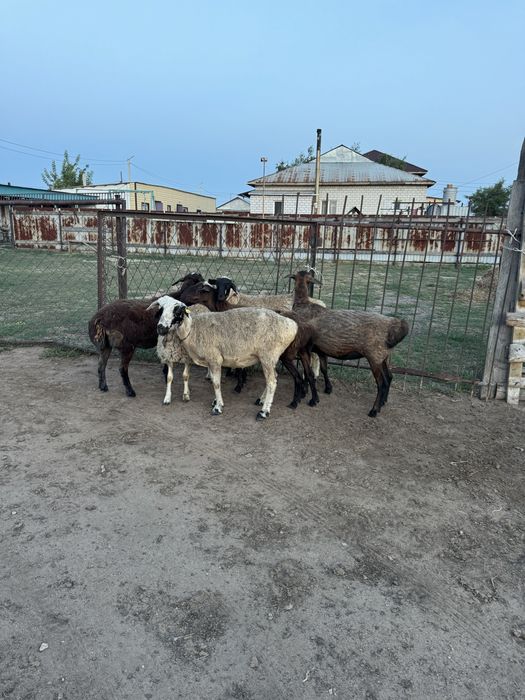 Продам жирных баран