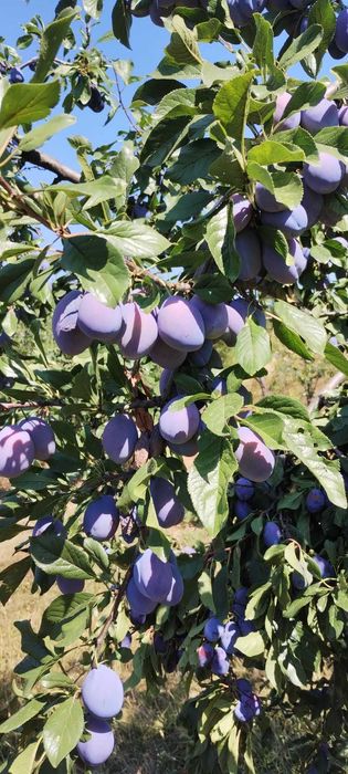 Prune de vânzare