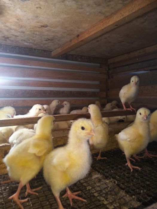 Бройлер цыплята суточные бройлеры