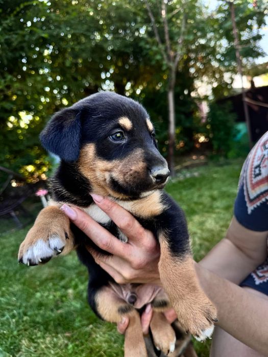Продам очаровательных щенков