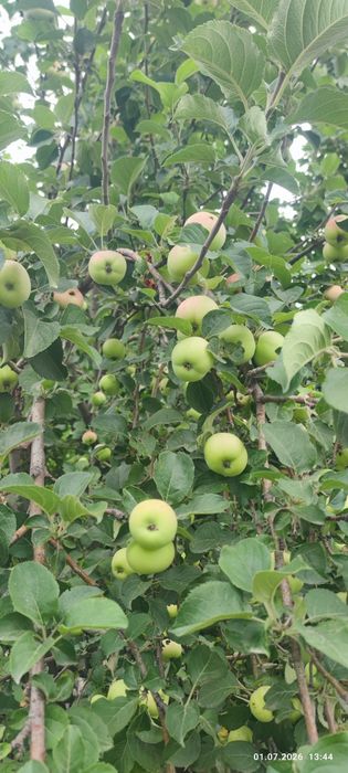 продам яблоки,вишню местную