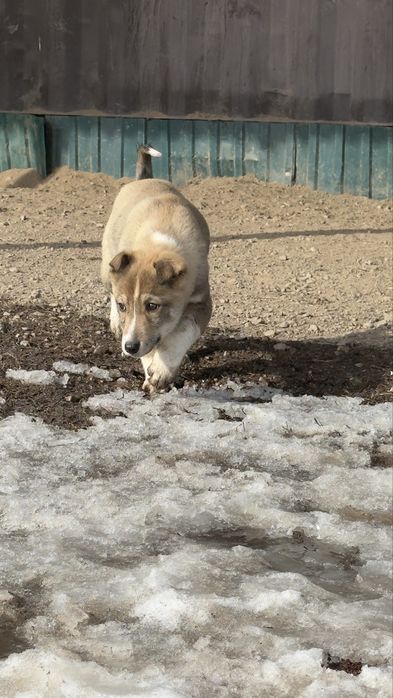 Отдам щенка в хорошие руки