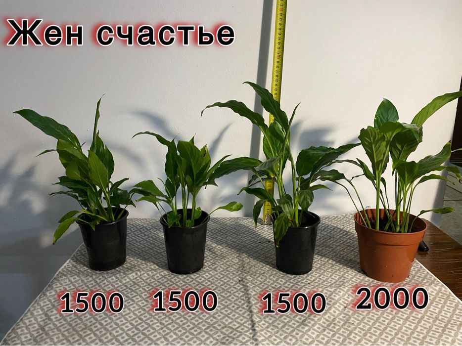 Цветы домашние комнатные