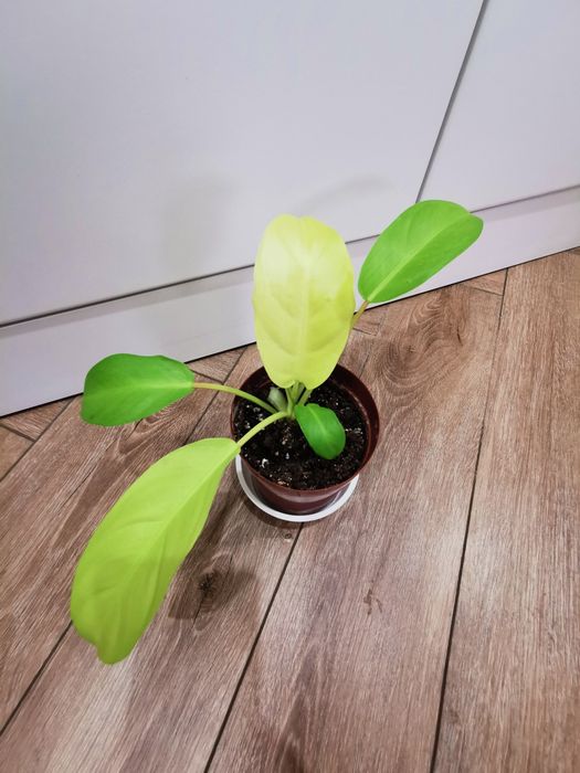 Филодендрон Golden Goddess (Malay Gold)