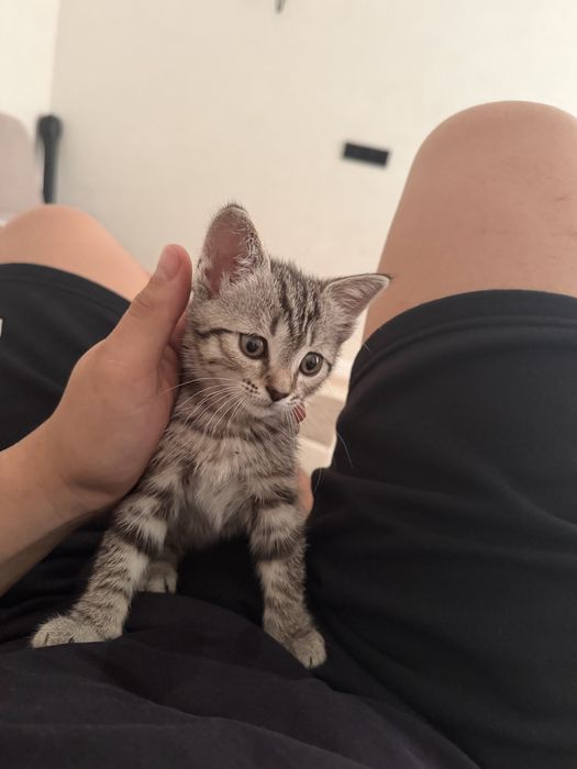 Британская кошка, 1,5 месяца.