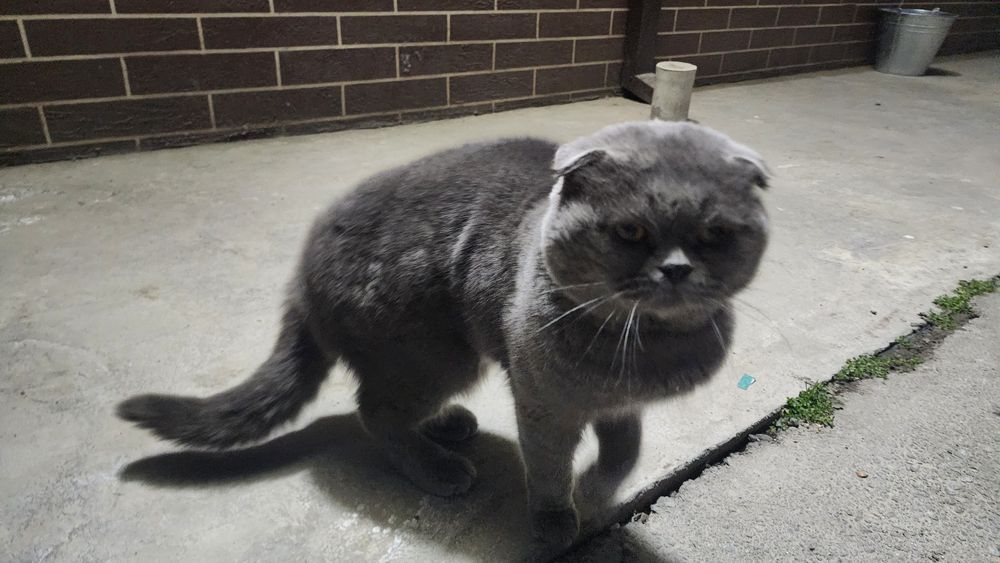 Шотландская вислоухая (Scottish Fold)