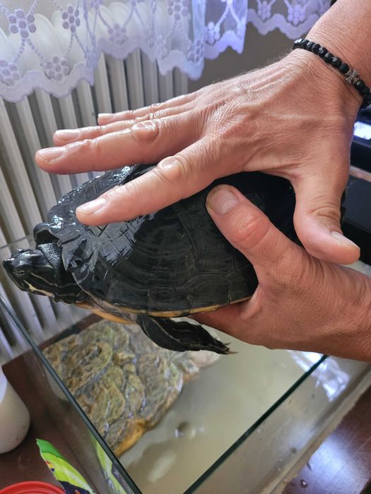 Broasca țestoasă, varsta 12 ani