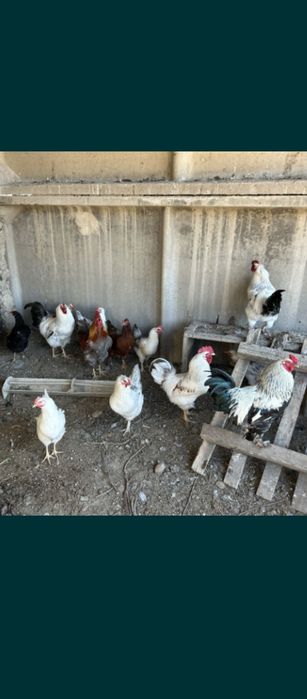 Продам Кур домашный