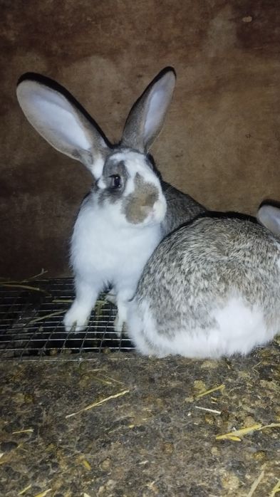 Продаются кролики