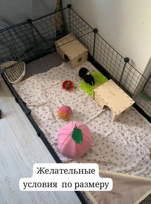 Продается беременяшка морская свинка