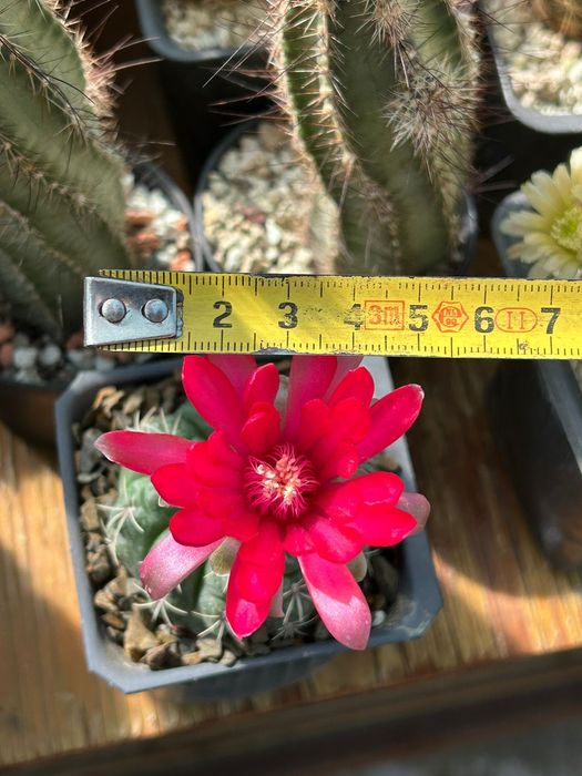 Кактус цъфтящ Gymnocalycium BALDIANUM цъфти в червено-цикалмено