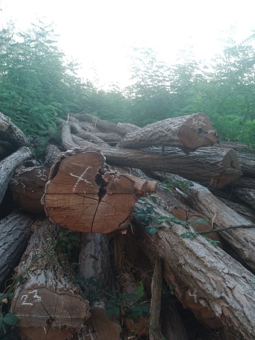 Vând lemne de foc salcam