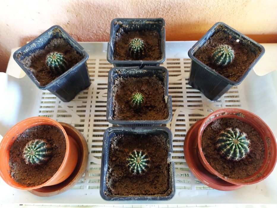 Продам кактусы цветут