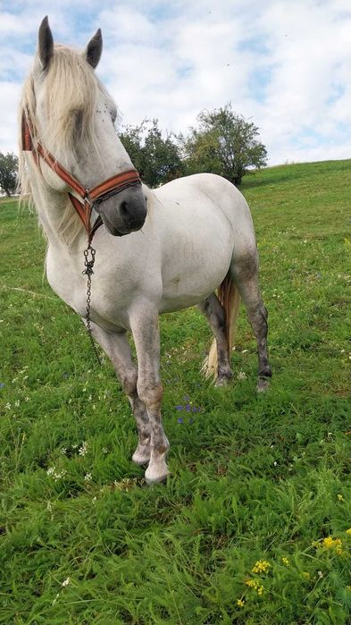 Schimba armăsar de 7 ani pe oi mai multe detalii in privat!