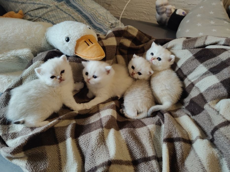 Алматы Котята Шиншиллы серебро