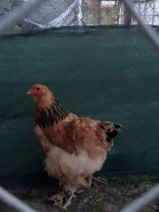 Găină brahma col galben negru!!!