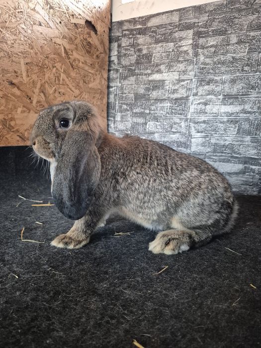 Pereche Berbec German