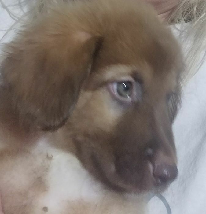 Отдам в добрые руки