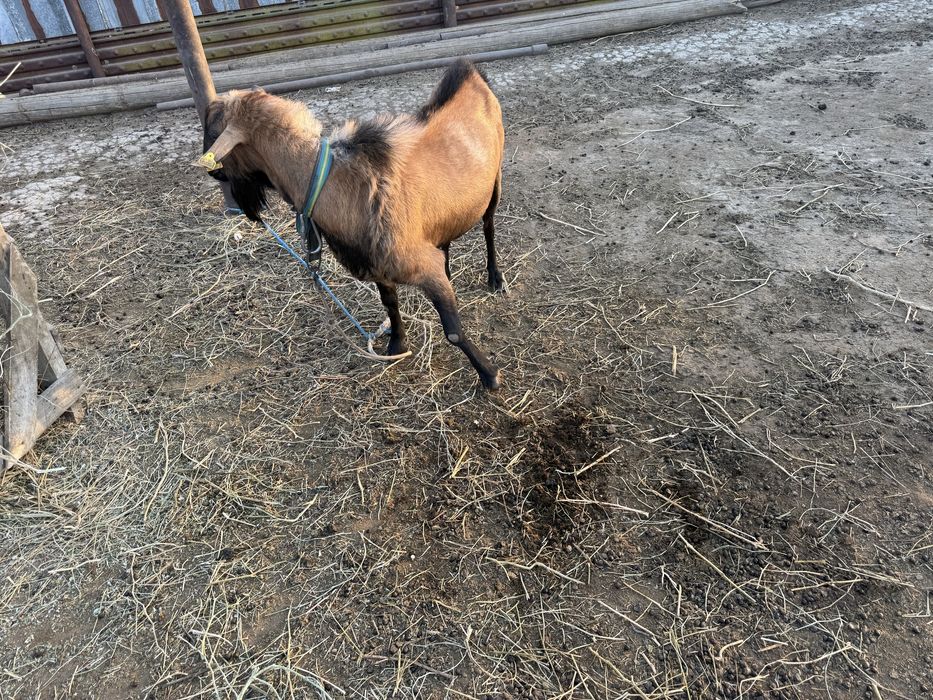 Теке сатылады 2.5 жаста