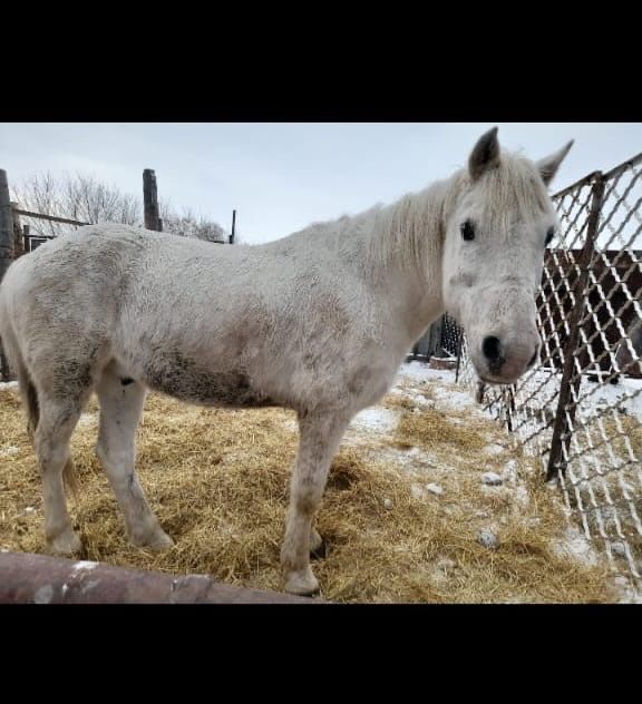 Продам лошадь рабочую