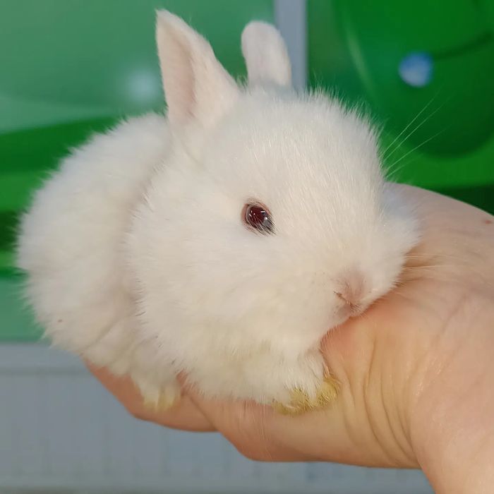 Карликовые кролики