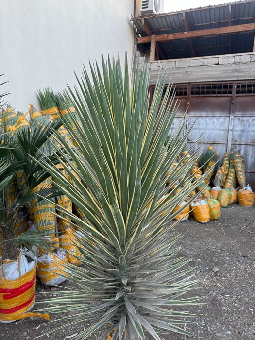 Көшет саженцы оптом