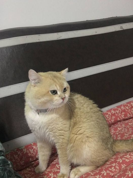 Zalatoy shinshla soglom vyazka uchun