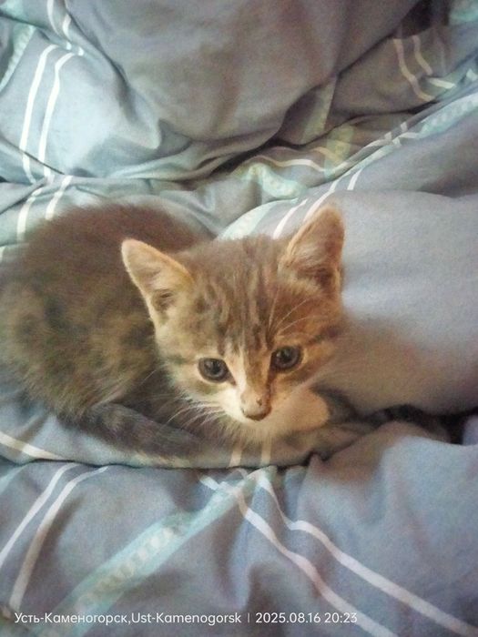 Отдам котятдаром