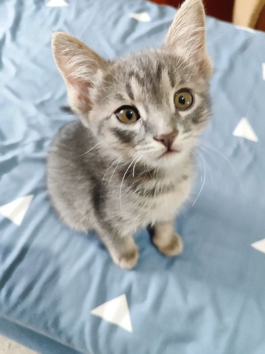 Отдадим котят в добрые руки