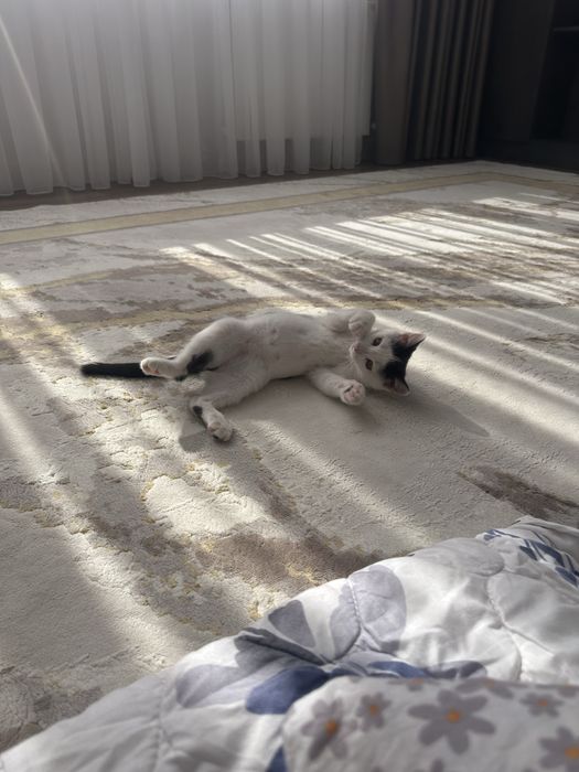 Котенок мальчик домашний