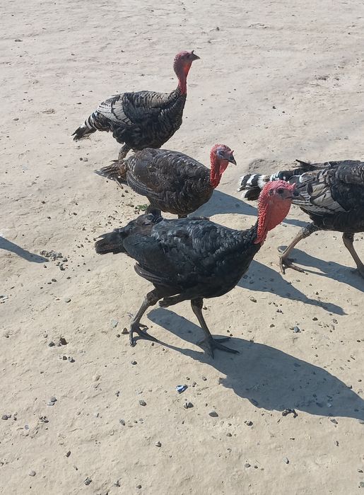 Курка,индюк тухуми сотилади 50 та